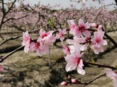 【中部文化佳作赏析】茶铺看花（王道清